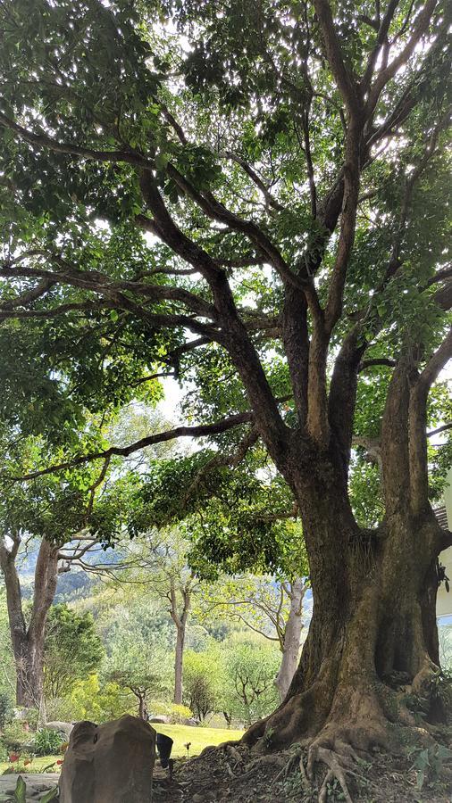 דירות Shitan Around The Tree Manor חדר תמונה